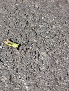 Metin kopyalanması için bırakılan asfalt yol boşluğunda çekirge yaygın