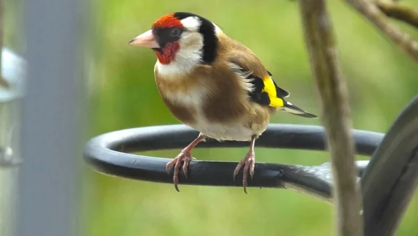 Goldfinch feeding from a Tube peanut seed Feeder at a table