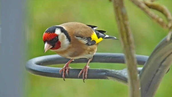 Goldfinch feeding from a Tube peanut seed Feeder at a table