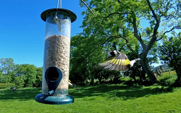 Goldfinch Alimentação Tubo Amendoim Alimentador Sementes Uma Mesa — Fotografia de Stock
