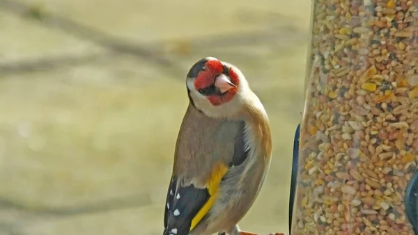 Goldfinch feeding from a Tube peanut seed Feeder at a table