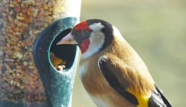 Saka Kuşu Tüp Fıstık Tohumundan Besleniyor — Stok fotoğraf