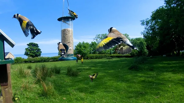 Goldfinch Alimentação Tubo Amendoim Alimentador Sementes Uma Tabela — Fotografia de Stock