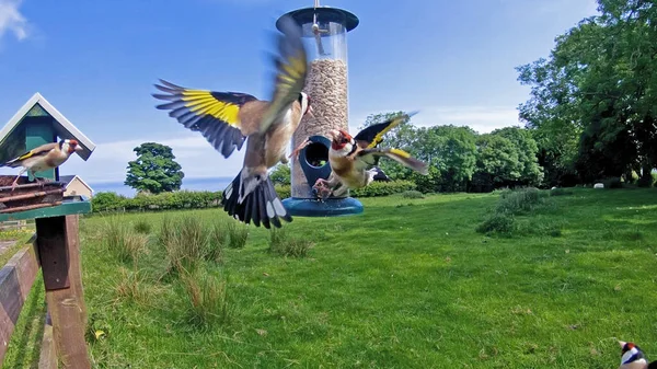 Goldfinch Está Lutando Tube Amendoim Semente Alimentador Uma Mesa — Fotografia de Stock