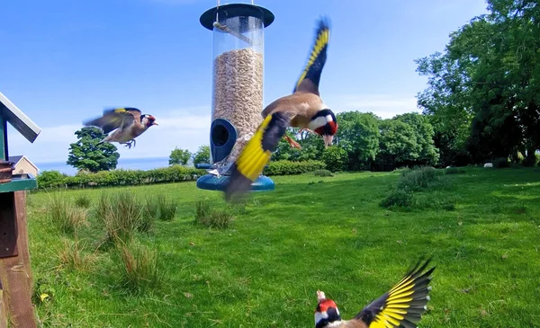 Goldfinch Está Lutando Tube Amendoim Semente Alimentador Uma Mesa — Fotografia de Stock