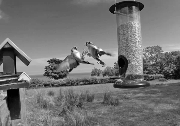 Goldfinch Vecht Bij Tube Peanut Seed Feeder Aan Een Tafel — Stockfoto