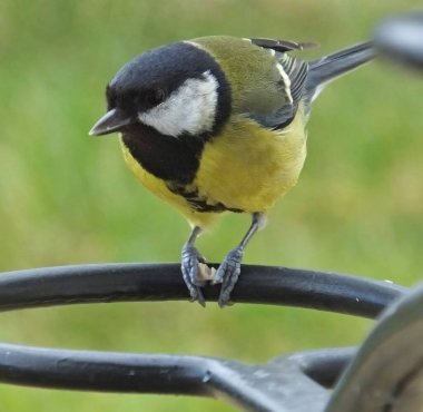 Great Tit sitting on a gate in UK