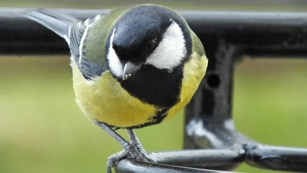 Great Tit Sitting Gate Ireland — Fotografia de Stock