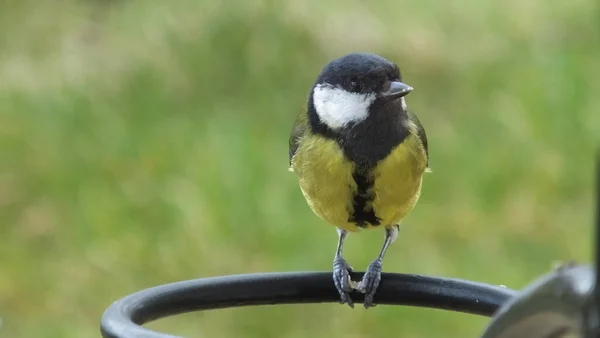 Great Tit Sitting Gate — Stockfoto