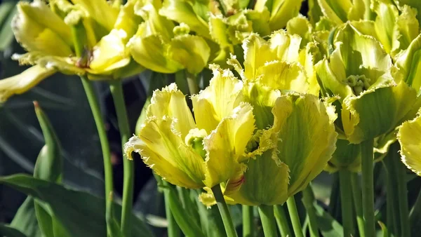 Tulipani Jay Verde Nei Giardini Murati — Foto Stock