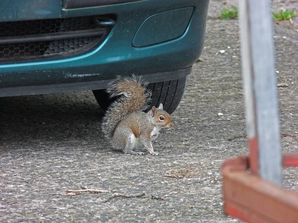 Écureuil Gris Sous Voiture Écureuil Gris Manger Des Encarts — Photo