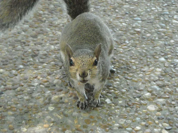 Grey Squirrel Eating Insets Animal — Photo