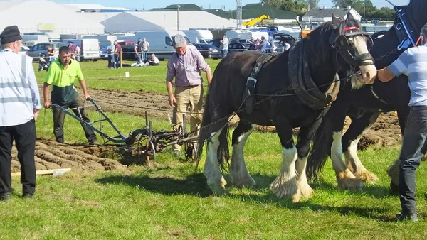 Hästar Som Arbetar National Ploughing Championships Carlow Ireland Den September — Stockfoto