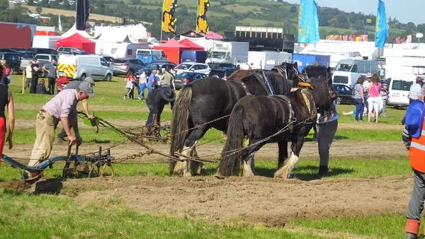 2019年9月19日在爱尔兰全国耕地锦标赛上工作的马匹 — 图库照片