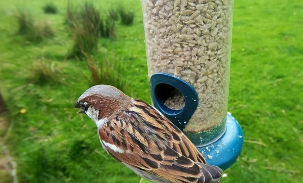 Casa Sparrow Alimentando Alimentador Sementes Mesa Pássaro — Fotografia de Stock