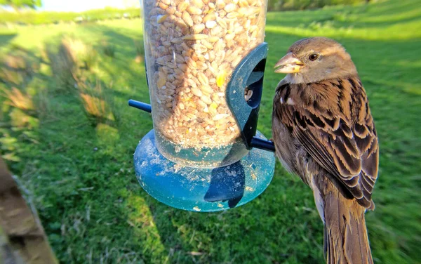 House Sparrow feeding at a seed feeder at bird table