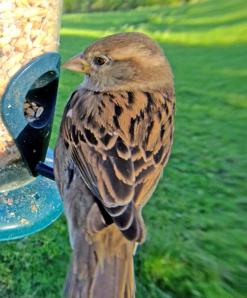 Serçe Kuş Masasındaki Bir Tohumda Besleniyor — Stok fotoğraf
