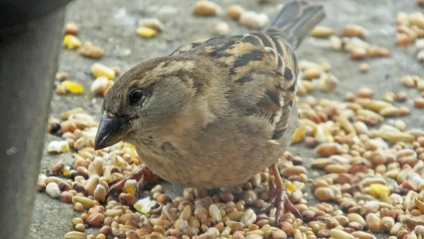 House Sparrow Krmení Země Velké Británii — Stock fotografie