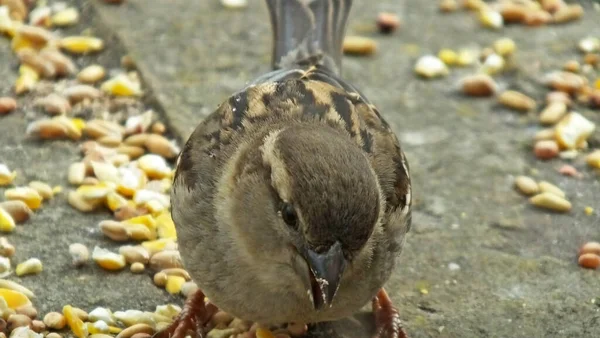 House Sparrow Alimentándose Desde Tierra Reino Unido — Foto de Stock
