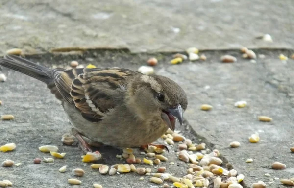 Sparrow Hanesi Ngiltere Topraktan Besleniyor — Stok fotoğraf