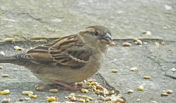 Sparrow Hanesi Ngiltere Topraktan Besleniyor — Stok fotoğraf