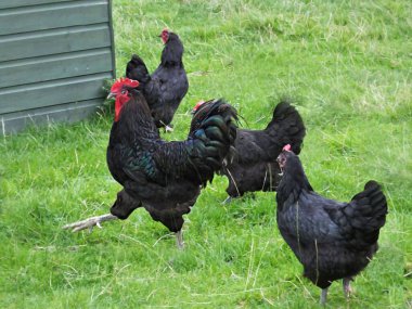 Jersey Dev Horoz Horozu kuluçka makinesinde yumurtadan çıktı.