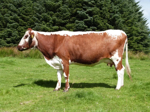 Irish Moiled Cattle Field Farm Antrim Northern Ireland — Stock Photo, Image