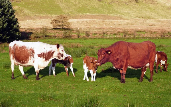 Irish Moiled Cattle Field Farm Antrim Irlande Nord — Photo