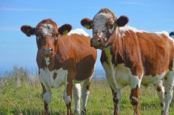 Irish Moiled Cattle Field Farm Antrim Northern Ireland — Stock Photo, Image