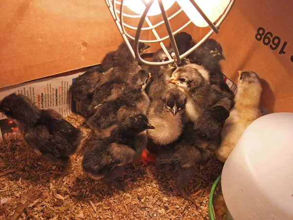 Jersey Giant Kycklingar Kläckta Ägg Inkubator — Stockfoto