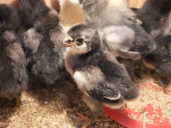 Jersey Giant Kycklingar Kläckta Ägg Inkubator — Stockfoto