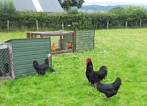Jersey Giant Cockerel Cock Kläcktes Ägg Inkubator — Stockfoto