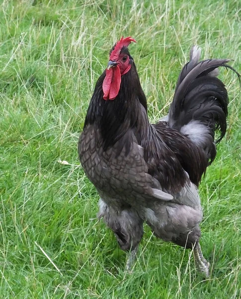 Jersey Giant Cockerel Cock Kläcktes Ägg Inkubator — Stockfoto