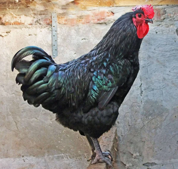 Jersey Giant Cockerel Cock Wykluł Się Jaj Inkubatorze — Zdjęcie stockowe