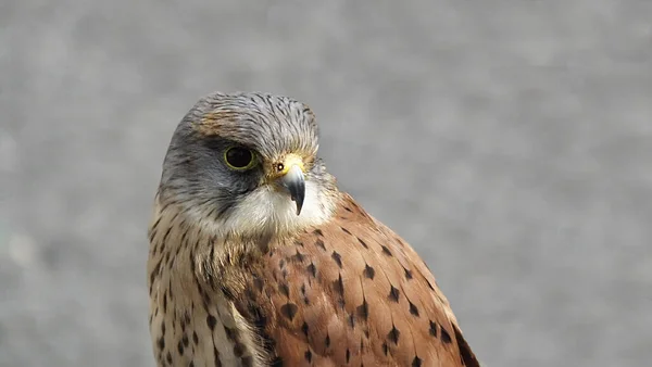 Kestrel Falcon Feira Jogos Antrim Irlanda Norte — Fotografia de Stock