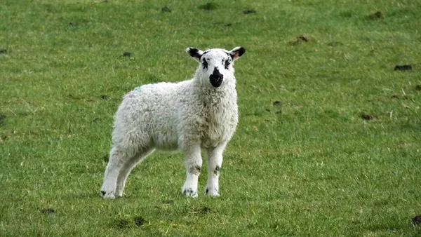 在爱尔兰的田野里放羊 — 图库照片