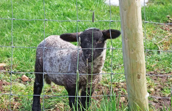 Small Lamb Looking Fence — Fotografia de Stock