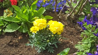 İrlanda 'da duvarlarla çevrili bir bahçede Marigold ve Petunya çiçekleri