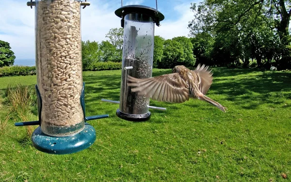 Lesses Redpol Alimentação Tubo Amendoim Alimentador Sementes Pássaro — Fotografia de Stock