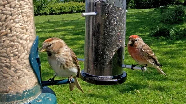 Lesses Redpol Feeding Tube Peanut Seed Feeder Bird — Stock Photo, Image