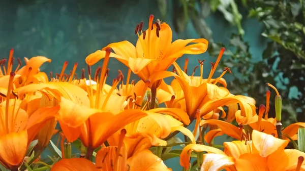 ユリの球根植物オレンジのユリの火アイルランドの壁の庭でユリの虎 — ストック写真