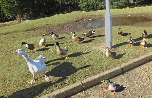 Mallard Ducks Geese Standing Park — Stock Photo, Image