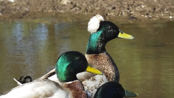 Patos Mallard Uma Lagoa — Fotografia de Stock