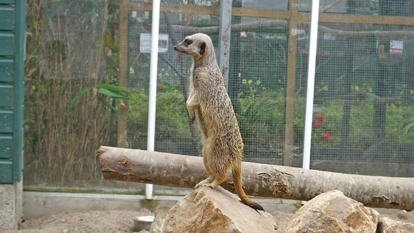 Meerkats Dans Zoo Belfast Irlande Nord — Photo