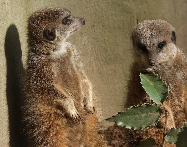 Meerkats Dans Zoo Belfast Irlande Nord — Photo