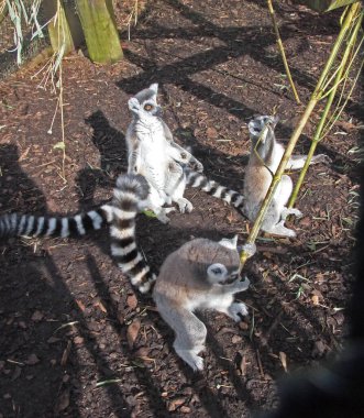 Halka kuyruklu lemur (Lemur catta)