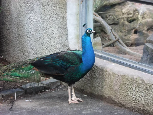 Peafowl Peahen Peacock Belfast Zoo Antrim Irlande Nord — Photo