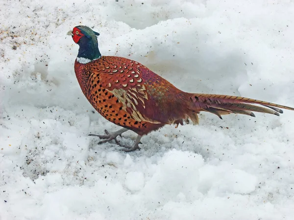 Pheasant at a Pheasant and Duck Shoot in snow in Northern Irelan