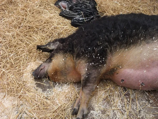 Porco Deitado Chão Jardim Zoológico Belfast Irlanda Norte — Fotografia de Stock