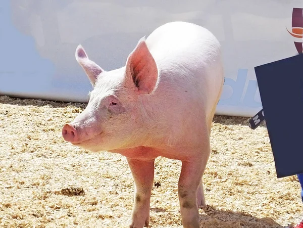 Kuzey İrlanda 'da Tarım Gösterisinde Domuz
